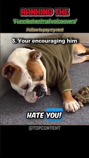 These animals will make you burst out of laughter #ranking #funny #ustop10