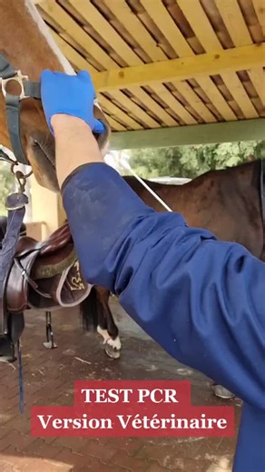 Test PCR Version Vétérinaire pour Chevaux
