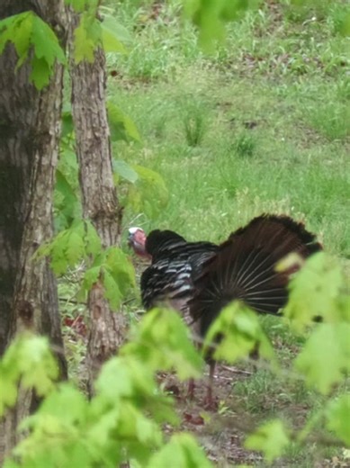 Turkey Hunting Preparation: Tips and Techniques