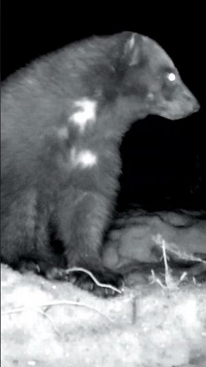 Wolverine making Scary sounds! #wildlife #trailcamera #wolverine #animalsounds