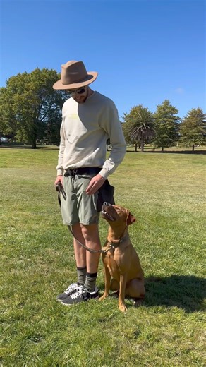15K views · 253 reactions | Meet @badboy__bruce the lab who just finished a 2 week B&T stint with me! We worked a lot on refining his obedience a little more, building engagement, reactivity and recalls! Here’s a breakdown of how I went about it! #labpuppy #dogtraining #dogtrainingtips #dogtrainingadvice #dogtrainingisfun | Jamie The Dog Trainer | Facebook