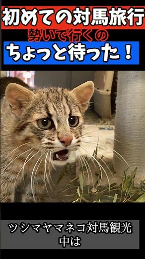 [If you're traveling to Tsushima] Let's go see the wild Tsushima wildcat! #Tsushima #Travel #Tsus...