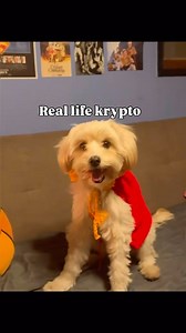 The Media Review | Did yall like krypto in the movie? • • • #krypto #supergirl #superman #movie #kryptodog | Instagram