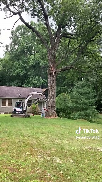 Look at the enormous size of this giant oak tree #logging #loggingvideos #lumberjack #logger