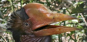 Spectacular helmeted hornbill could be wiped out by Chinese demand for ‘avian ivory’