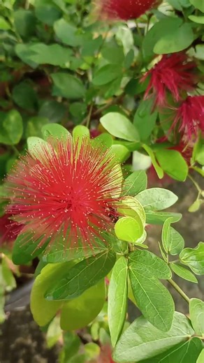 This Plant Has The Coolest Red Flowers! Calliandra haematocephala powder puff flower