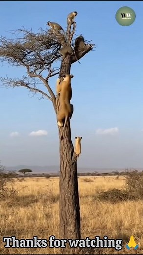 Lions Climb Tree to Hunt Monkeys | Unbelievable Wildlife Showdown in the Savannah