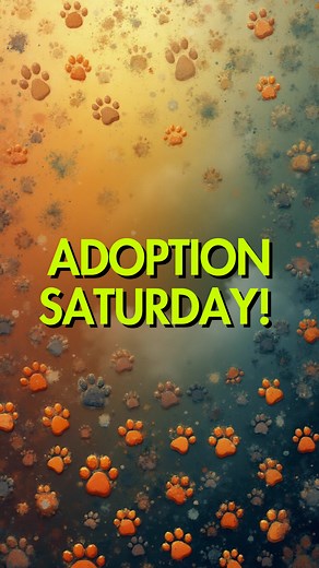 Stop by Petsmart tomorrow, Saturday 11/15, and meet our sweet pups looking for their furever homes. Join us between 10am and 1pm at ᴘᴇᴛꜱᴍᴀʀᴛ 9775 W Charleston Blvd, Las Vegas, NV 89117 View all our adoptable pets at forecloseduponpets.org #FUPI #adoptdontshop #rescuedismyfavoritebreed #doglover #lasvegasrescue | Foreclosed Upon Pets, Inc. (FUPI)