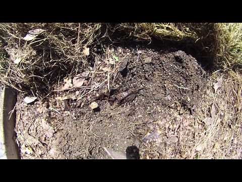 How to Harvest Hairy Vetch