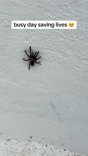 Wild Tarantula Encounter in Oklahoma