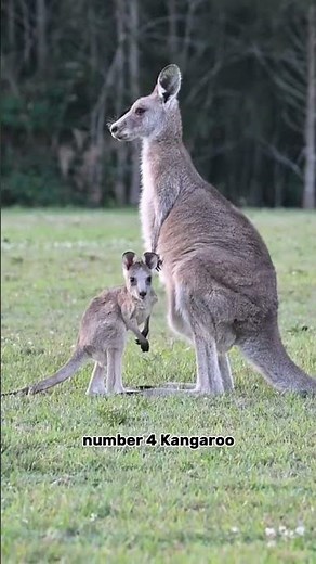 Top 5 Animals That Can Jump the Highest