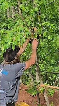 Is she stuck there? #narrowayhomestead #offgrid #tree #cat #crazycat #rescue