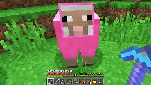 What are the rarest sheep colors in Minecraft?