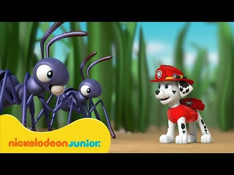 PAW Patrol : La Pat' Patrouille | La Pat'Patrouille sauve de petits bébés ! | Nickelodeon Jr. France