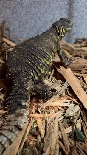 2.6K views · 29 reactions | Spike the uromastyx showing off his moves! These unique lizards are found in parts of Africa and the Middle East and are also known as the spiny tailed lizard! | Amazing Animals Inc. | Facebook