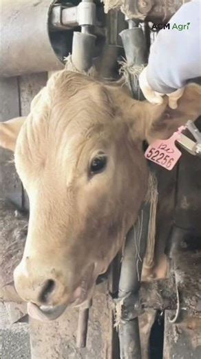 Demand surges for automatic ear tagger brought to market by young innovator