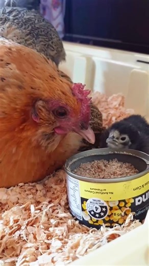 Understanding Broody Chicks and Their Behavior