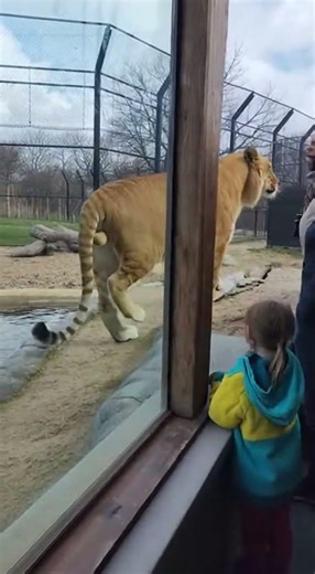The World’s Largest Cat! 🦁🐯 Rare Giant Liger Stuns Tourists
