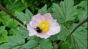 bumble bee on a pink flower, eating, drinking, collecting nectar, pollen close up, wild nature