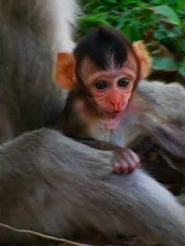 Adorable nice a movement baby monkey