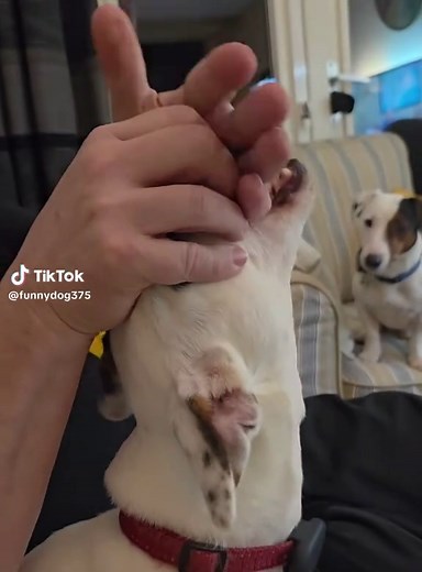 Effective Ways to Give Medication to Dogs