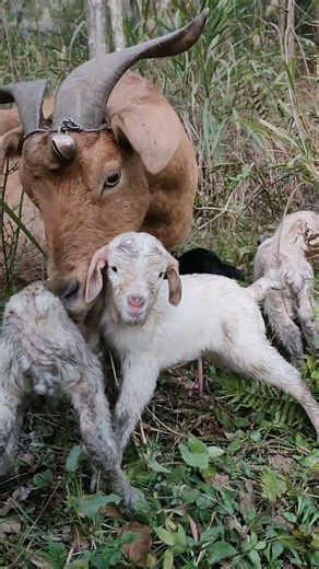 She Gave Birth to Four Baby Goats… How Is This Possible? #cutefarmanimal #animals #cute