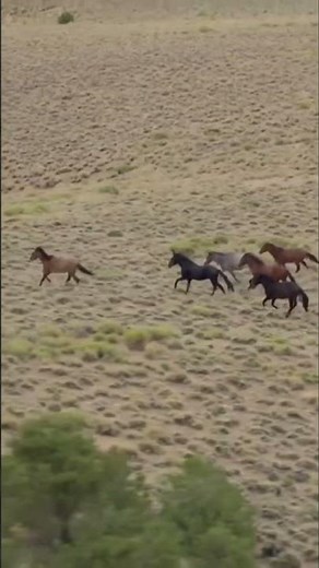 Wild Mustangs – Freedom, Power & Unbreakable Bonds! 🐎💨❤️ #mustang #wildhorses #nature #wildlife
