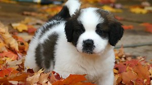 Five Dogs with Crazy Résumés