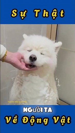 TẬP 6 SAMOYED – NỤ CƯỜI TRẮNG MUỐT KHIẾN AI CŨNG TAN CHẢY. #dongvat #Samoyed #ChóCười”