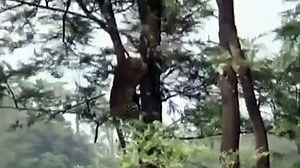 leopard pouncing from one tree to another