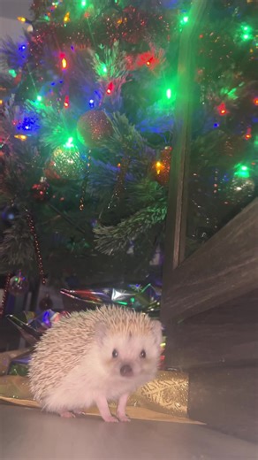 Mariah Carey vs. Me: A Caribbean Christmas Take