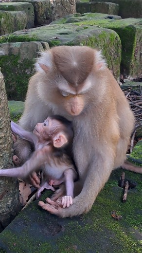 Adorable baby leland how to claim 🙈 but mama say no 🙊 #4k #shorts #babymonkey #animals