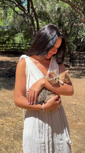 Adorable Savannah F5 Kittens to Melt Your Heart