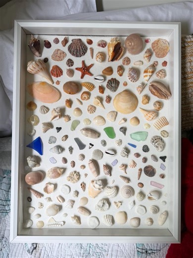 Florida Shell Shadow Box Hanging Wall Art 18x24in - Etsy