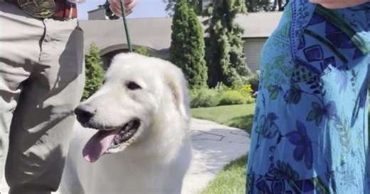 Great American Dog Show: Getting to know your dog