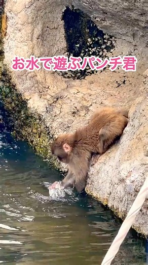 お水で遊ぶパンチ君🐒💦