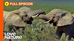 25K views · 931 reactions | Once superabundant on the continent,...