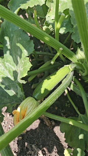 What to do with zucchini?