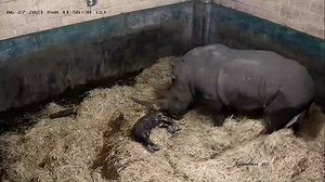 59K views · 1.8K reactions | CCTV FOOTAGE - RHINO BIRTH! Watch the amazing moment our southern white rhino, Keyah, gives birth to her beautiful baby boy! 憐 Born on 27th June, this is the second white rhino calf to be born at the Park within 6 weeks!  This little calf will be joining his half-brother, Jambo, on Safari very soon... ♥ | West Midlands Safari Park | Facebook