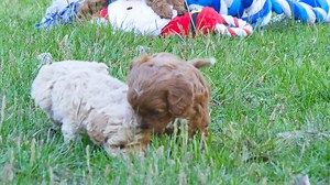 Look at our new litters of Miniature Cavoodles and Toy Poochons playing together!! #chevromistpuppies #chevromist #dogbreedermelbourne #chevromistkennels #poochon #photooftheday #play #pets #puppy #puppylove #puppiesofinstagram #puppies #positivevibes #love #life #cute #chevromistpuppies #chevromist #dogbreedermelbourne #cavoodle #chevromistkennels #miniaturecavoodle #photooftheday #play #pets #puppy #puppylove #puppiesofinstagram #puppies #positivevibes #love #cute #furbabies #family #fun | Che
