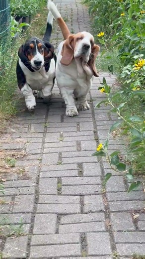 Pure Freude! So süß begrüßen mich unsere zwei Basset Hounds 🐾