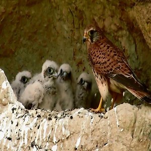 1.5M views · 10K reactions | Kestrel bringing food to the nest with 6 chicks 殺 | Bird TV | Facebook