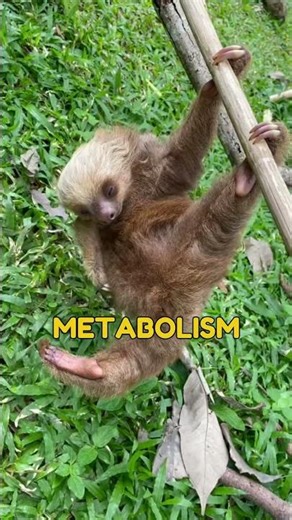 Animals With Facts So Bizarre!