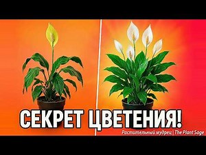 JUST 1 GLASS - AND THE SPATIPHYLLUM WILL EXPLODE WITH LUSIVE FLOWERING! 🌿 SPATIPHYLLUM: FERTILIZER