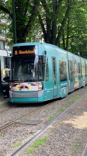 Tram in Brussels | Tram line 8 on Avenue Louise, Brussels | #tram #brussels #bruxelles #stib