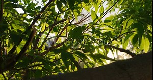 Leaves of elm in sunny day. Natural background with elm branches and young bright leaves in front of day sun
