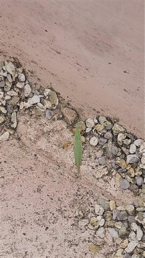I found an Oriental long-headed grasshopper that couldn't escape #insects #grasshopper #nature