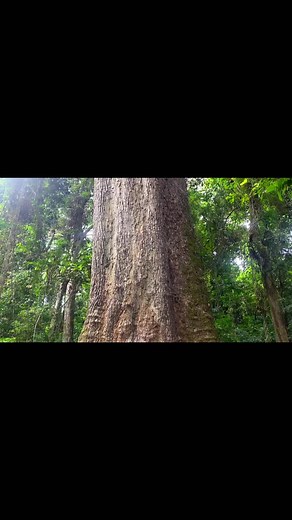 The Biggest Tree in West Africa - Explore Nature's Magnificence