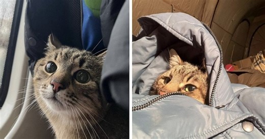 Stepan, le chat ukrainien star d'Instagram, a réussi à fuir les bombardements avec sa maîtresse