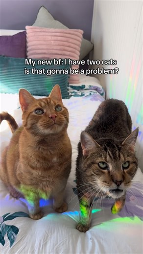 My now husband is the reason I’m as much as a cat lover/and rescuer that I am now. I owe it all to him. 😝 #cats #orangecats #catfamily #catlovers #cathouse #catrescue #catsofinstagram #kittens #gingercats #kitten #funnycats | Nala Meets World